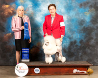 Poodle Miniature #6 Thur G1 Judge Jan Paulk