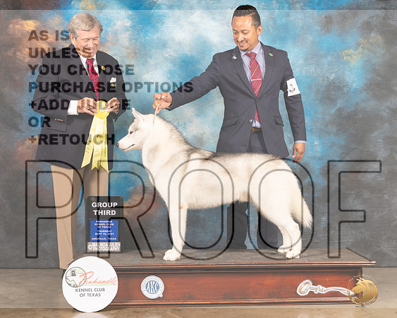Siberian Husky #11 Thur G3 Judge Robert Robinson-MMJ_1320-Amarillo2021