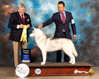 Siberian Husky #11 Thur G3 Judge Robert Robinson