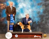 Beagle 13" #6 Thur G1 Judge Houston Clark