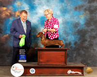 Dachshund Smooth #18 Thur OHG2 Judge Del Richards