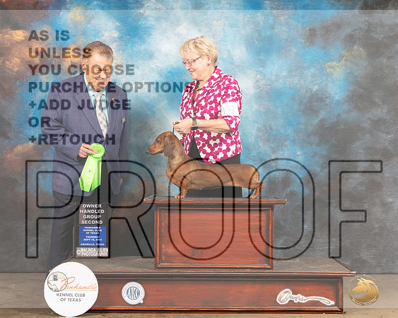 Dachshund Smooth #18 Thur OHG2 Judge Del Richards-MMJ_1500-Amarillo2021