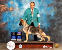 German Shepherd Dog #18 Thur WBBOWMaj Judge Houston Clark