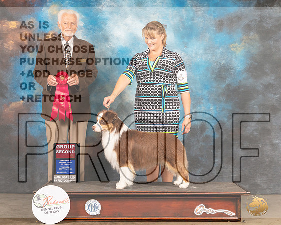 Miniature American Shepherd #5 Thur G2 Judge Houston Clark-MMJ_1422-Amarillo2021