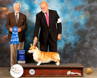 Pembroke Welsh Corgi #10 Thur G1 Judge Houston Clark