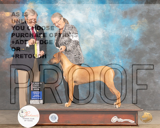 Rhodesian Ridgeback #6 Thur PBIS Judge Robert Robinson-MMJ_1492-Amarillo2021