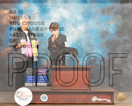 Toy Manchester Terrier #5 Thur OHRBIS Judge Gloria Kerr-MMJ_1540-Amarillo2021