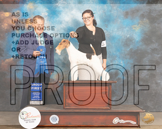 Wire Fox Terrier #5 Thur G1 Judge Del Richards-MMJ_1335-Amarillo2021
