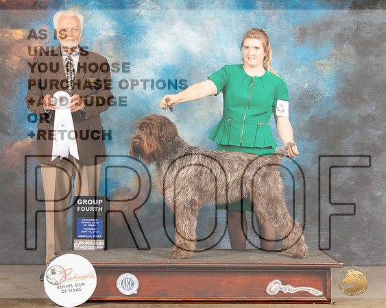Wirehaired Pointing Griffon #5 Thur G4 Judge Houston Clark-MMJ_1433-Amarillo2021