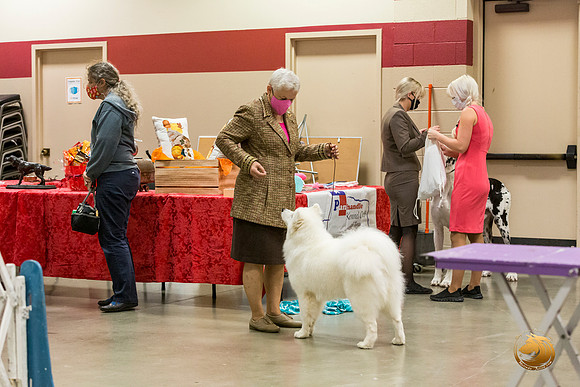 Samoyed #6 Thurs Rings -JJL_3257-Amarillo2021