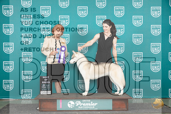 Siberian Husky #842 Sun BOB Judge Sharon Griffin__JP_3185_Premier_2024_HR3