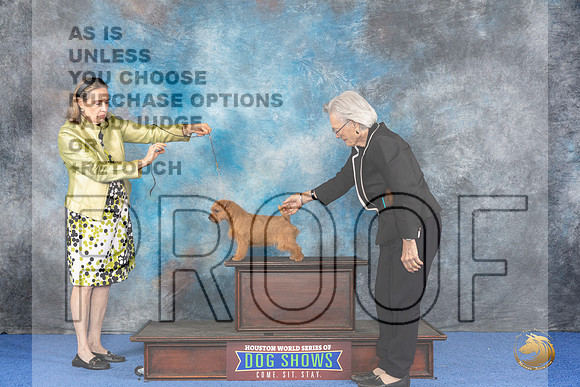 CUSTOM Norfolk Terrier Eden WED__JP_6879_Houston_2024_HR3