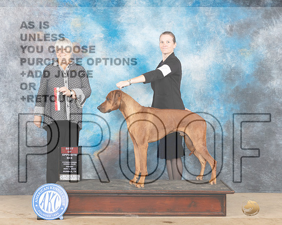 Rhodesian Ridgeback #7 Fri BOS Judge Lori Nelson r-_JP_0053e-CCKC2023_HR3