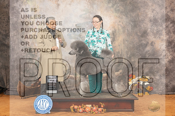 Poodle Std #5 Sat SD Judge John Rameriz_JP_1868e_Marshall2023_HR3