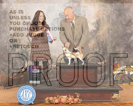 Chihuahua Smooth Coat #14 Sat BOSWB Judge Gina Schug_JP_1769e_Marshall2023_HR3