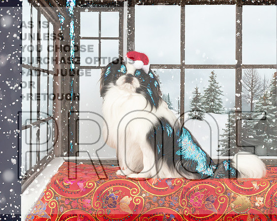 Japanese Chin Jan_JP_1829e_Marshall2023_HR3