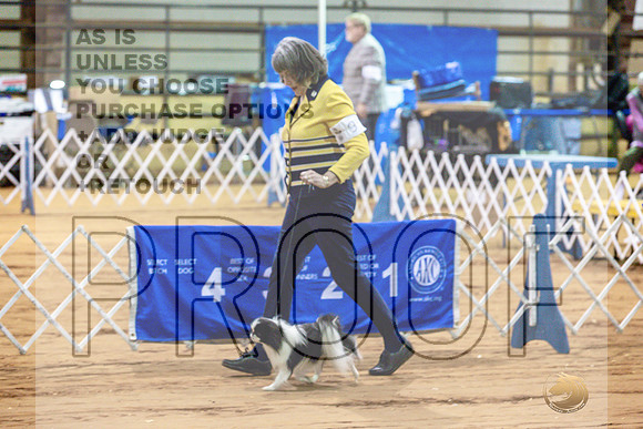 Japanese Chin Jan FriJJL_0489_Marshall2023_HR3