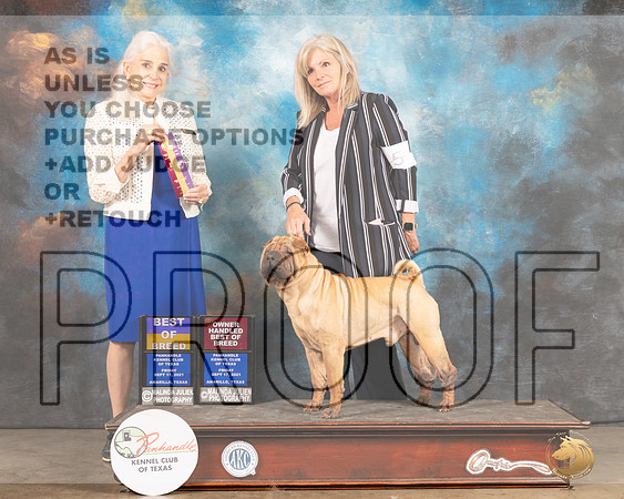 Chinese Shar Pei #5 Fri BOB Judge Jan Paulk-MMJ_1624-Amarillo2021