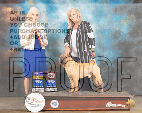 Chinese Shar Pei #5 Fri BOB Judge Jan Paulk-MMJ_1626-Amarillo2021
