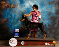Doberman Pinscher #9 Fri WD Judge Houston Clark