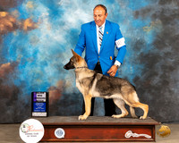 German Shepherd Dog #18 Fri BOWMaj Judge Gloria Kerr