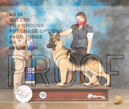 German Shepherd Dog #7 Fri WD Judge Gloria Kerr-MMJ_1594-Amarillo2021