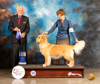 Golden Retriever #26 Fri BOW Judge Houston Clark