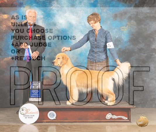 Golden Retriever #26 Fri BOW Judge Houston Clark-MMJ_1590-Amarillo2021