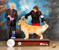 Golden Retriever #7 Fri WDNCh Judge Houston Clark