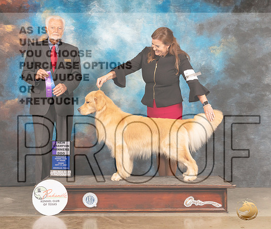 Golden Retriever #7 Fri WDNCh Judge Houston Clark-MMJ_1580-Amarillo2021