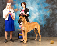 Great Dane #5 Fri BOB Judge Jan Paulk