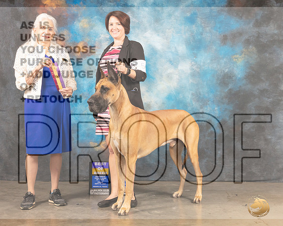 Great Dane #5 Fri BOB Judge Jan Paulk-MMJ_1629-Amarillo2021