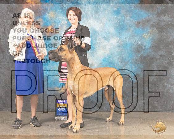 Great Dane #5 Fri BOB Judge Jan Paulk-MMJ_1634-Amarillo2021