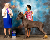 Great Dane #9 Fri WD Judge Jan Paulk
