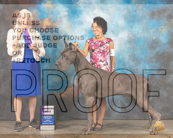 Great Dane #9 Fri WD Judge Jan Paulk-MMJ_1609-Amarillo2021