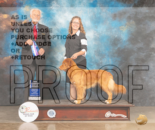 Nova Scotia Duck Tolling Retriever #10 Fri BOW Judge Houston Clark-MMJ_1571-Amarillo2021