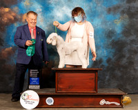 Bedlington Terrier #6 Fri OHG3 Judge Del Richards