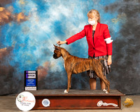 Boxer #6 Fri WB Judge Jan Paulk