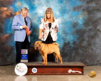 Chinese Shar Pei #10 Fri PG1 Judge Robert Robinson
