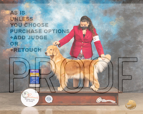 Golden Retriever #12 Fri BOB Judge Houston Clark-MMJ_1708-Amarillo2021