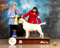Labrador Retriever #5 Fri G2 Judge Robert Robinson