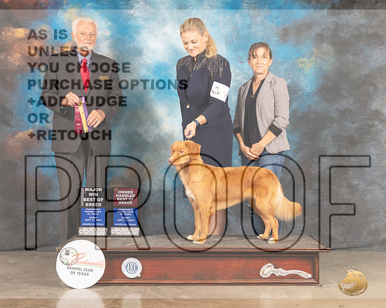 Nova Scotia Duck Tolling Retriever #6 Fri BOB Judge Houston Clark-MMJ_1727-Amarillo2021