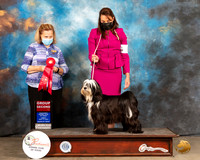 Tibetan Terrier #5 Fri G2 Judge Donelle Richards