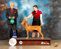 Vizsla #10 Fri OHG4 Judge Houston Clark