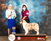 Australian Shepherd #24 Fri OHBIS Judge Jan Paulk