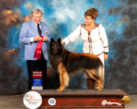 Belgian Tervuren #5 Fri G2 Judge Robert Robinson