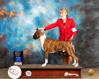 Boxer #9 Fri OHG1 Judge Houston Clark