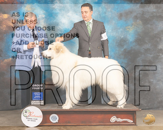 Great Pyrenees #5 Fri G4 Judge Robert Robinson-MMJ_1872-Amarillo2021