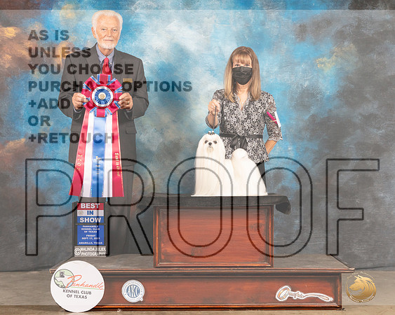Maltese #6 Fri BIS Judge Houston Clark-MMJ_1928-Amarillo2021