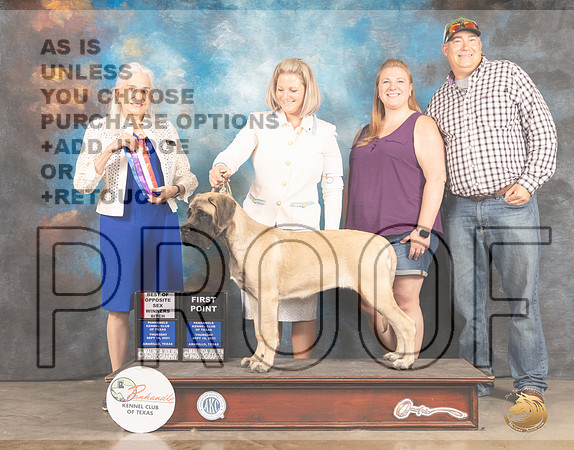 Mastiff #? Fri BOS Judge Jan Paulk-MMJ_1941-Amarillo2021